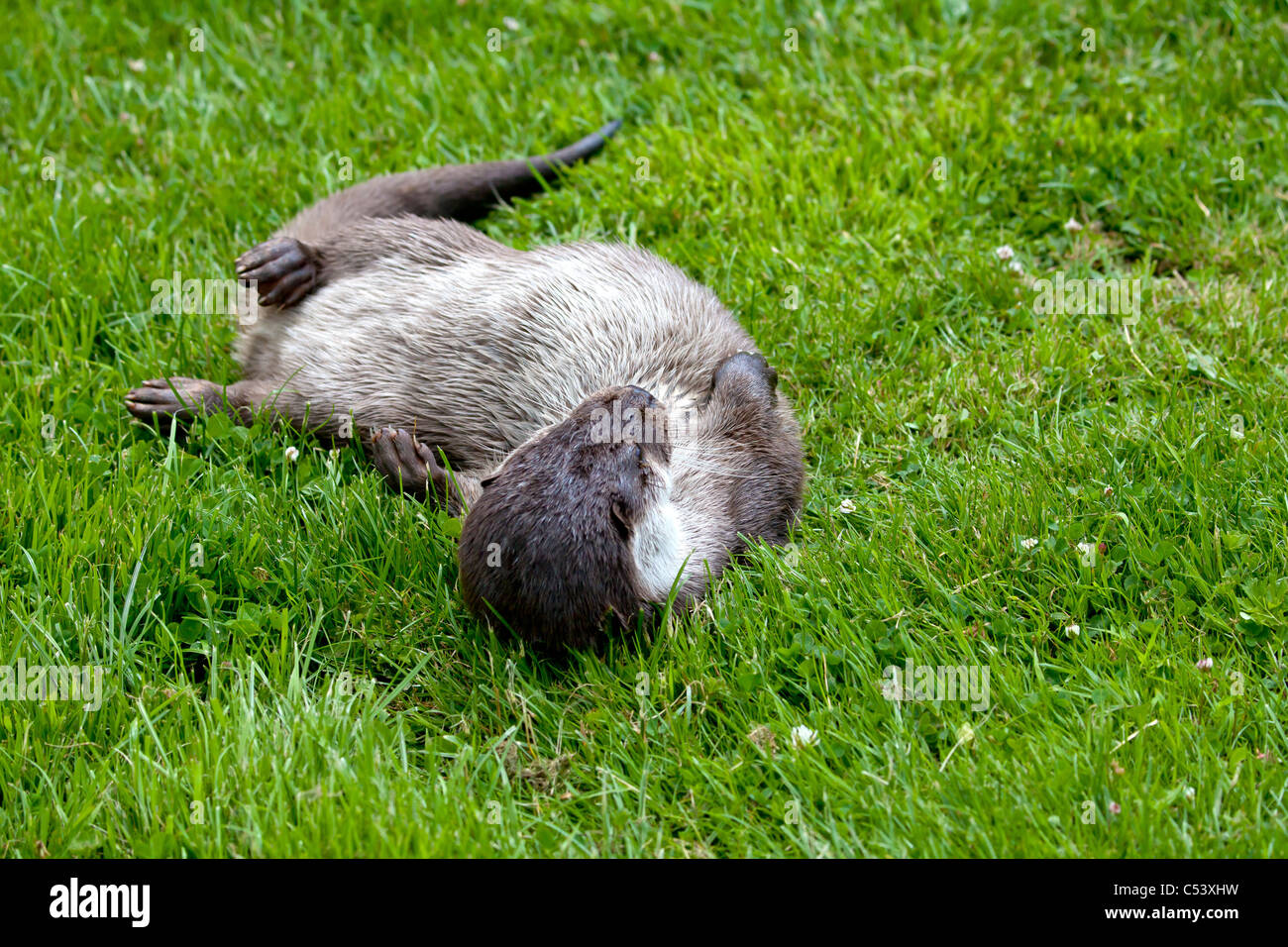 Eurasische Fischotter auf den Rücken Rollen Stockfoto