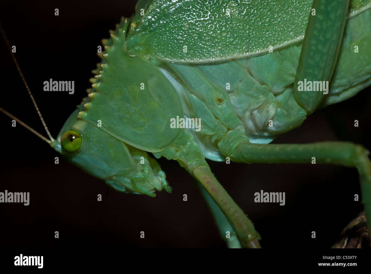 Grüne katydid (Steirodon sp.) im Regenwald von Peru Stockfoto