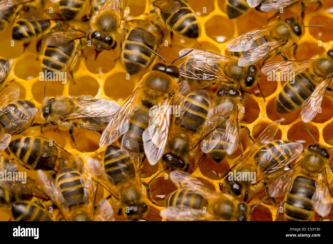 männliche Drohne Honigbiene Apis mellifera Stockfoto