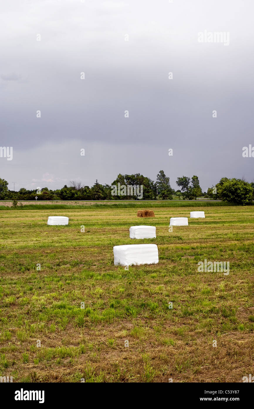 Weiß, Kunststoff verpackt Heuballen in einen Acker. Stockfoto