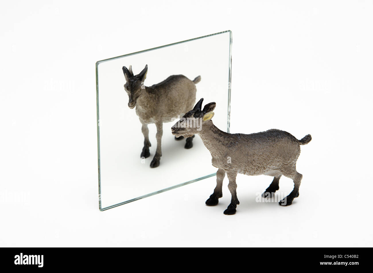 Spiegelbild. Eine Spielzeug-Ziege spiegelt sich in einem Planspiegel. Stockfoto