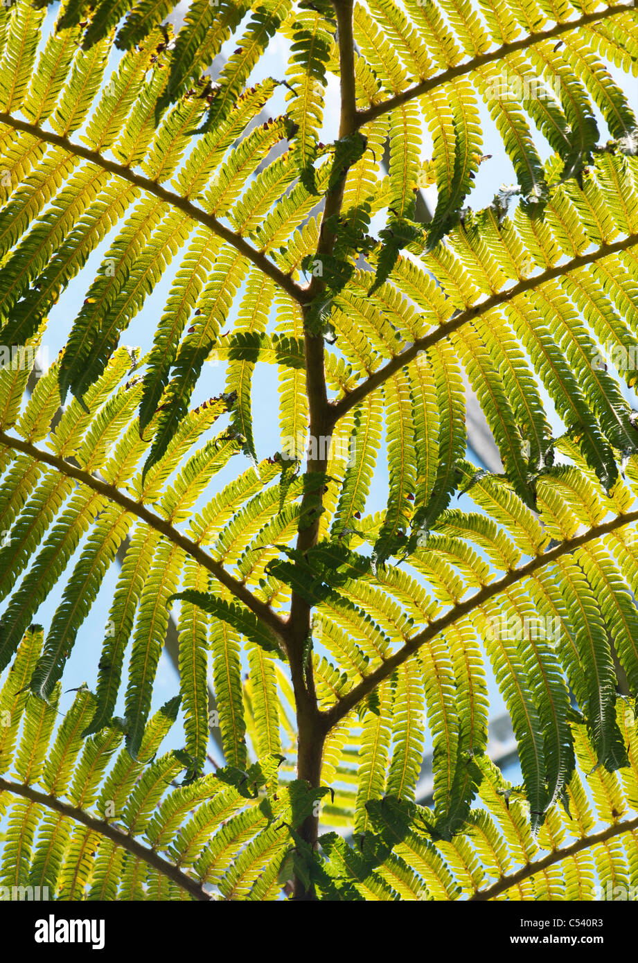 Cibotium Glaucum. Hawaiian Baumfarn. Blonde Baumfarn Stockfoto