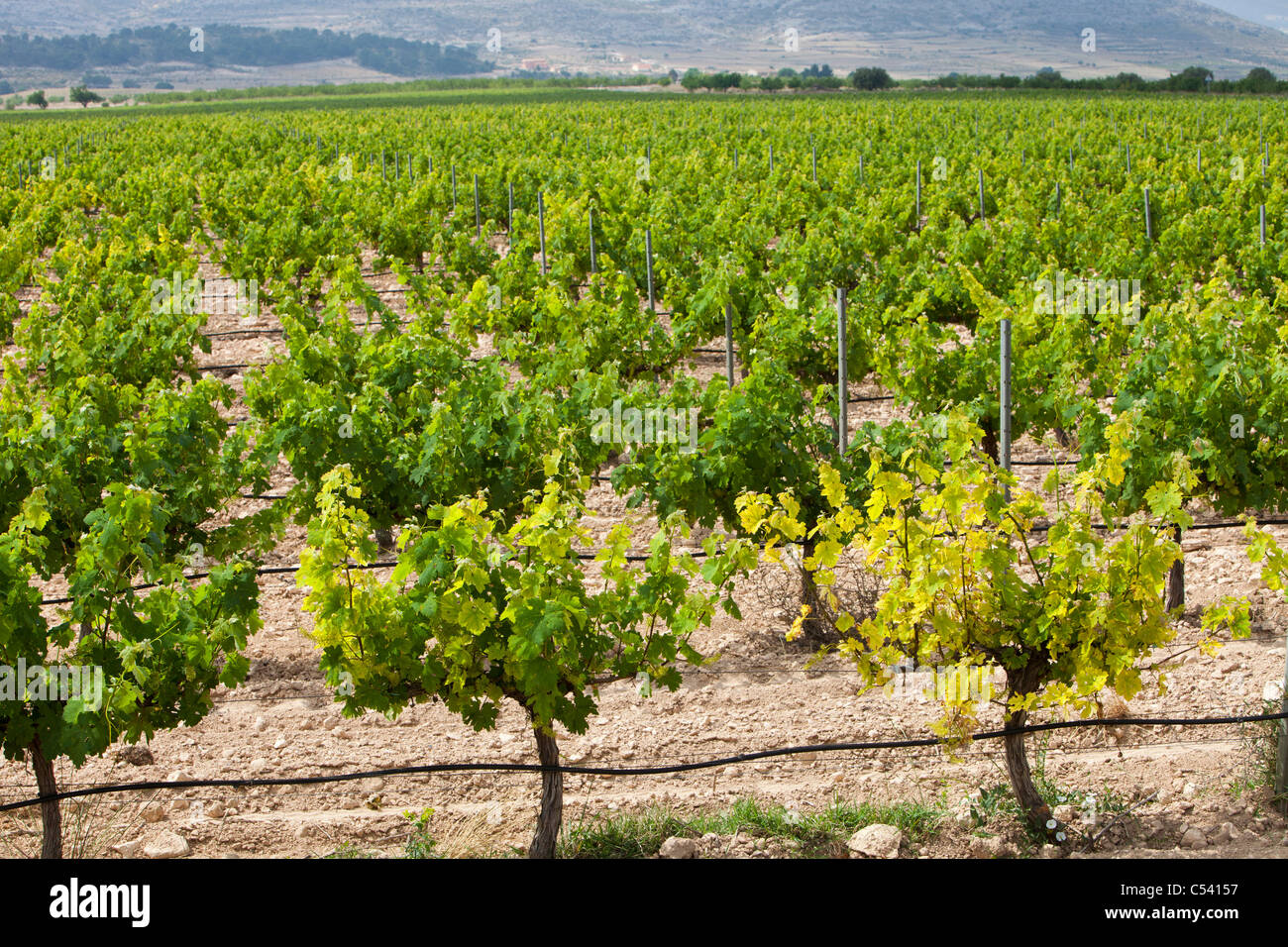 Ein Weinberg in der Nähe von Jumilla, Murcia, Spanien. Stockfoto