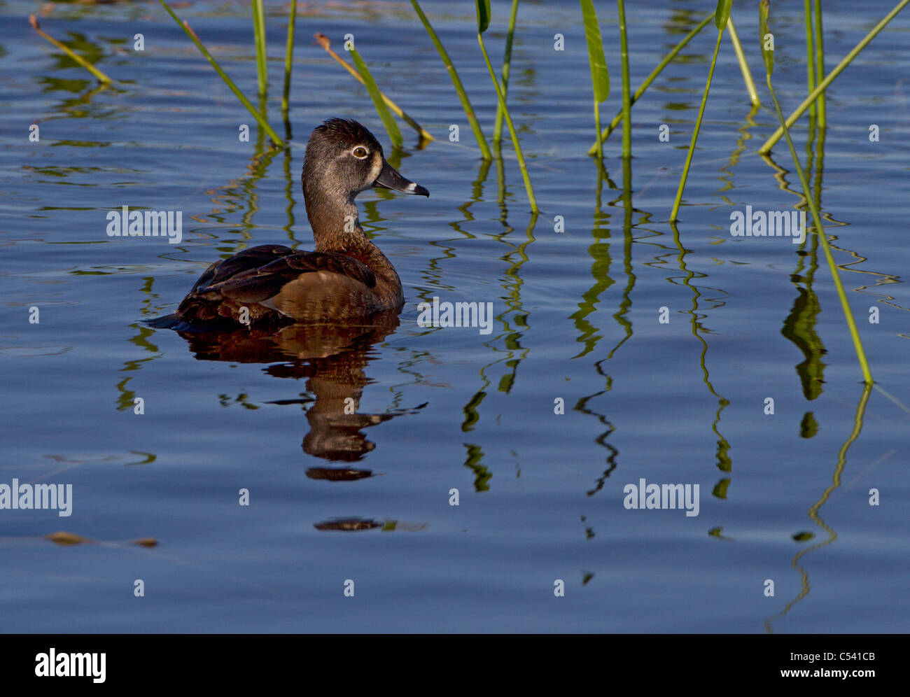 Ring-necked Duck (Aythya Collaris) Stockfoto