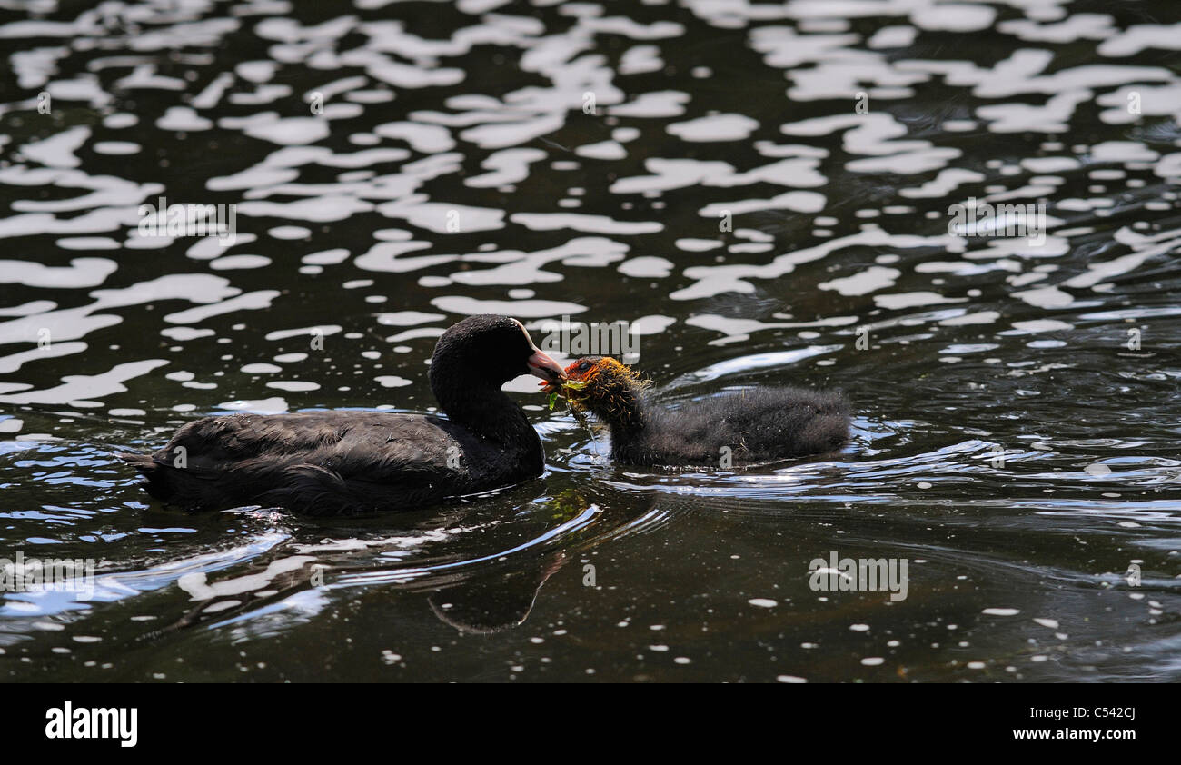 Erwachsenen Coot Fütterung ihrer jungen Küken mit Wasser Pflanzenmaterial und andere vegetation Stockfoto
