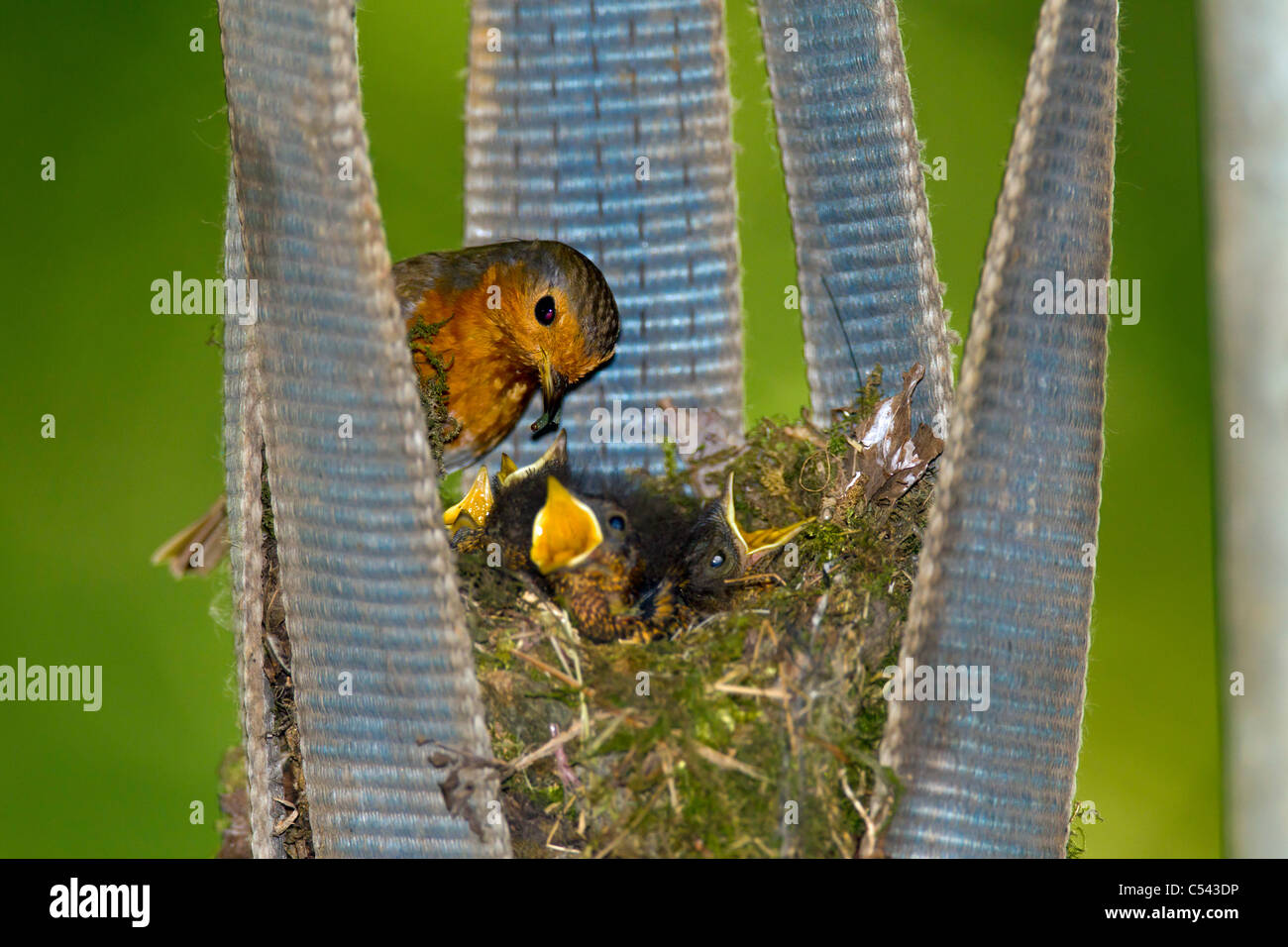 Robin. Erithacus Rubecula (Turdidae) Garten Vogel. am Nest junge Küken Stockfoto