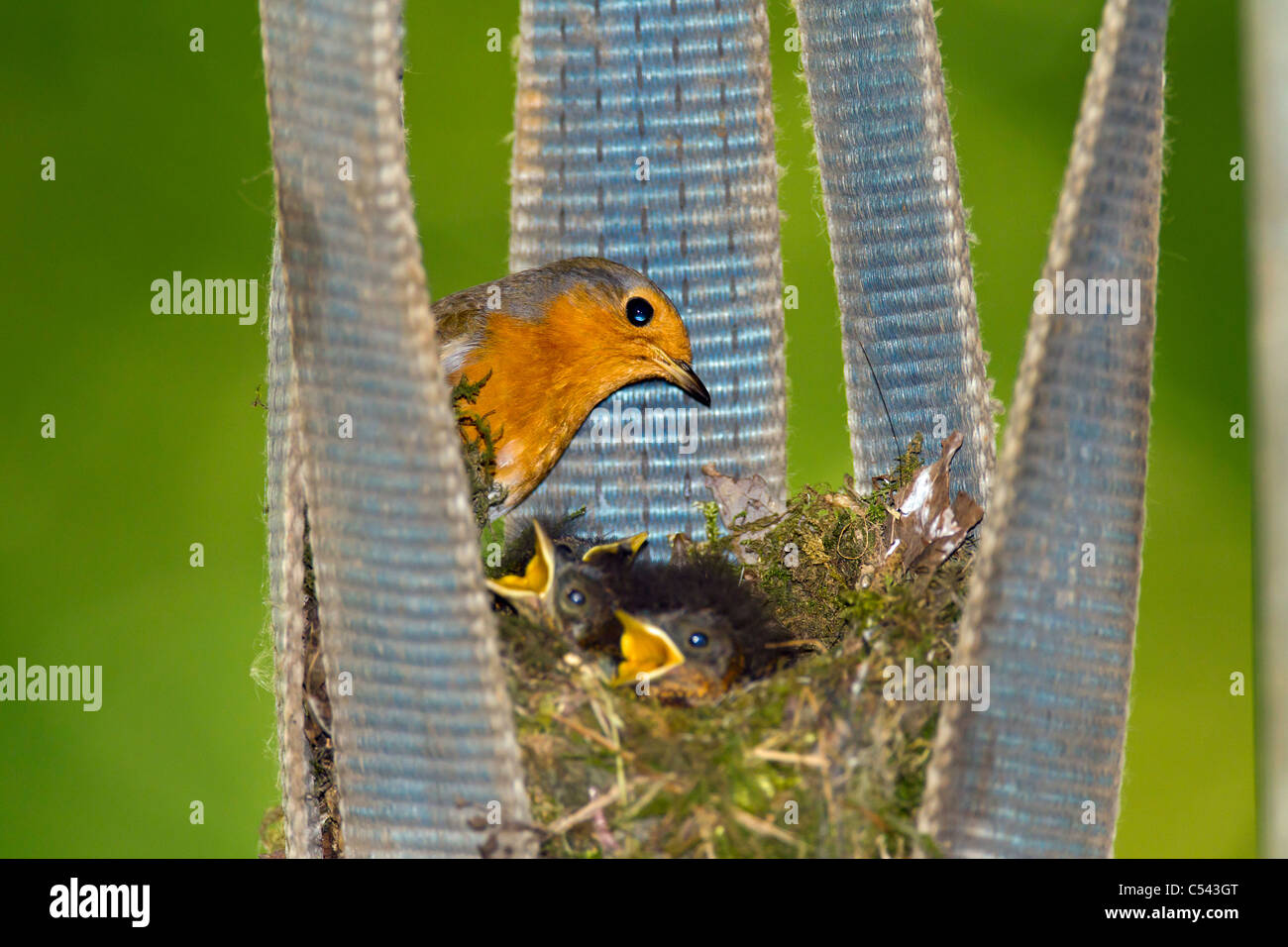 Robin. Erithacus Rubecula (Turdidae) Garten Vogel. am Nest junge Küken Stockfoto