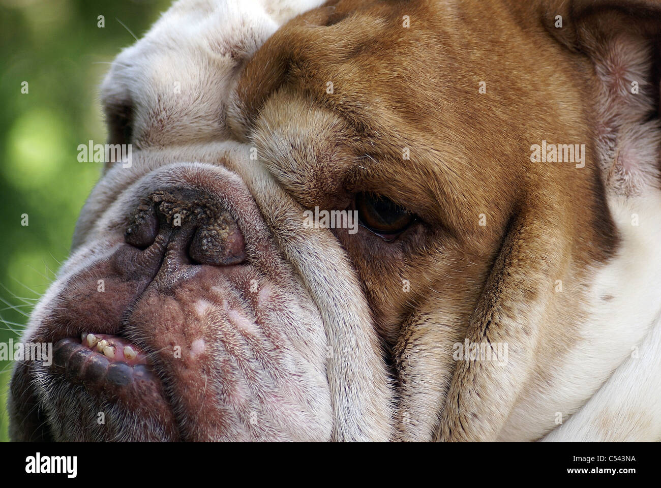 Bulldog-Gesicht Stockfoto