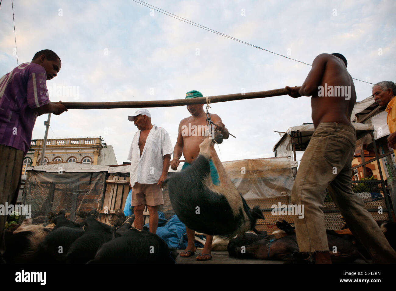 Die Ver-O-Peso ("Check das Gewicht") Markt in Belém, Brasilien. Schweine Transport auf den Markt. Stockfoto