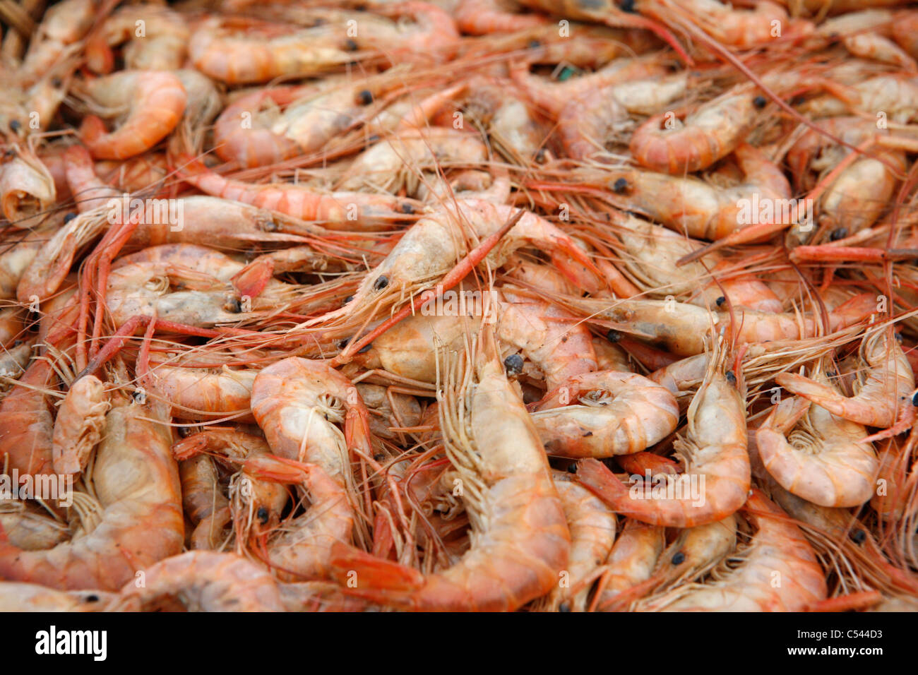 Die VER-O-PESO ("Check das Gewicht") Markt in Belem, Brasilien. Stockfoto