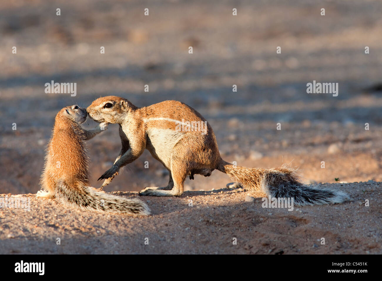 Erdhörnchen, Xerus Inauris, Gruß, Kgalagadi Transfrontier Park, Northern Cape, Südafrika Stockfoto