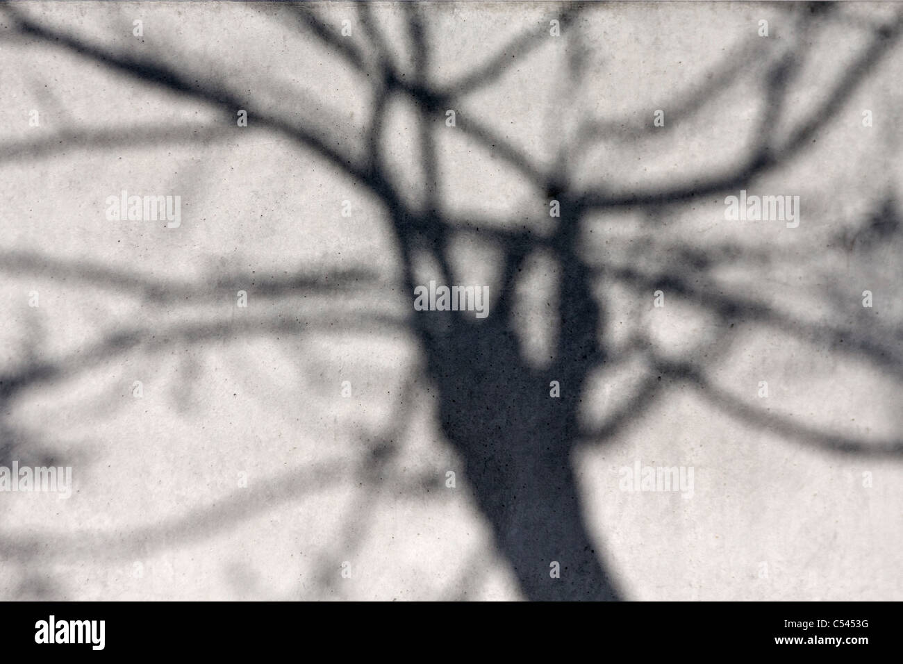 Baum Schatten auf Betonwand Erstellen eines abstrakten Natur Mannes gemacht Kontrast, siehe auch C5454J Stockfoto
