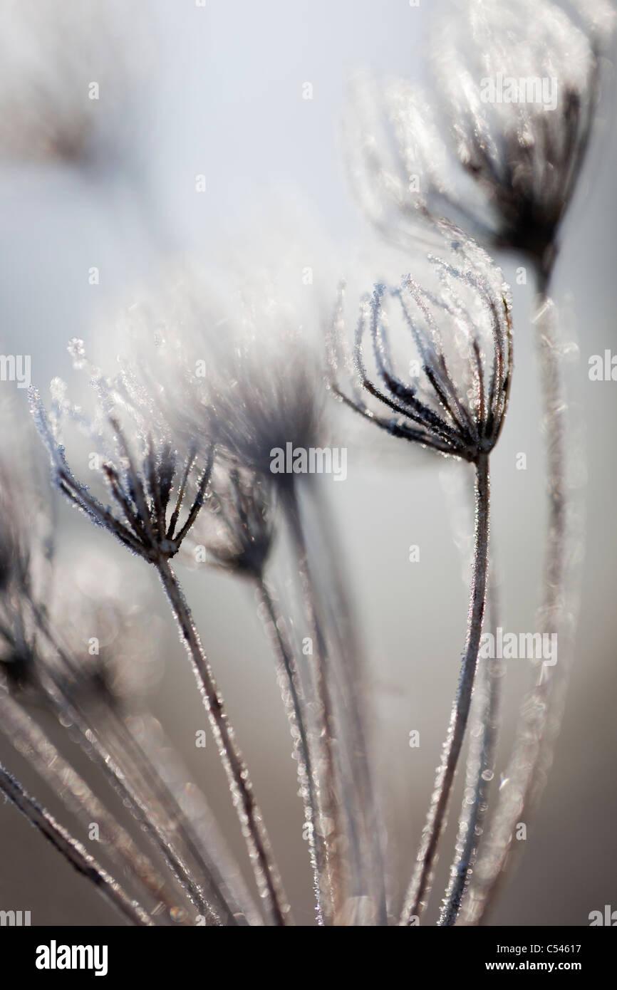 Mattierte Seedhead detail, Karotte Familie Apiaceae, Northumberland, UK Stockfoto