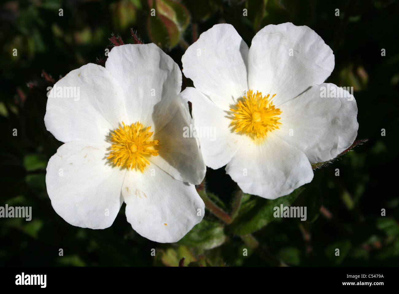 Weiß blühende Montpelier Cistus Pflanze am Ness Botanic Gardens, Wirral, UK Stockfoto