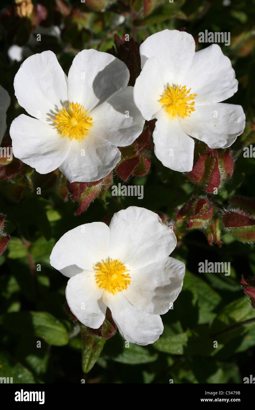 Weiß blühende Montpelier Cistus Pflanze am Ness Botanic Gardens, Wirral, UK Stockfoto