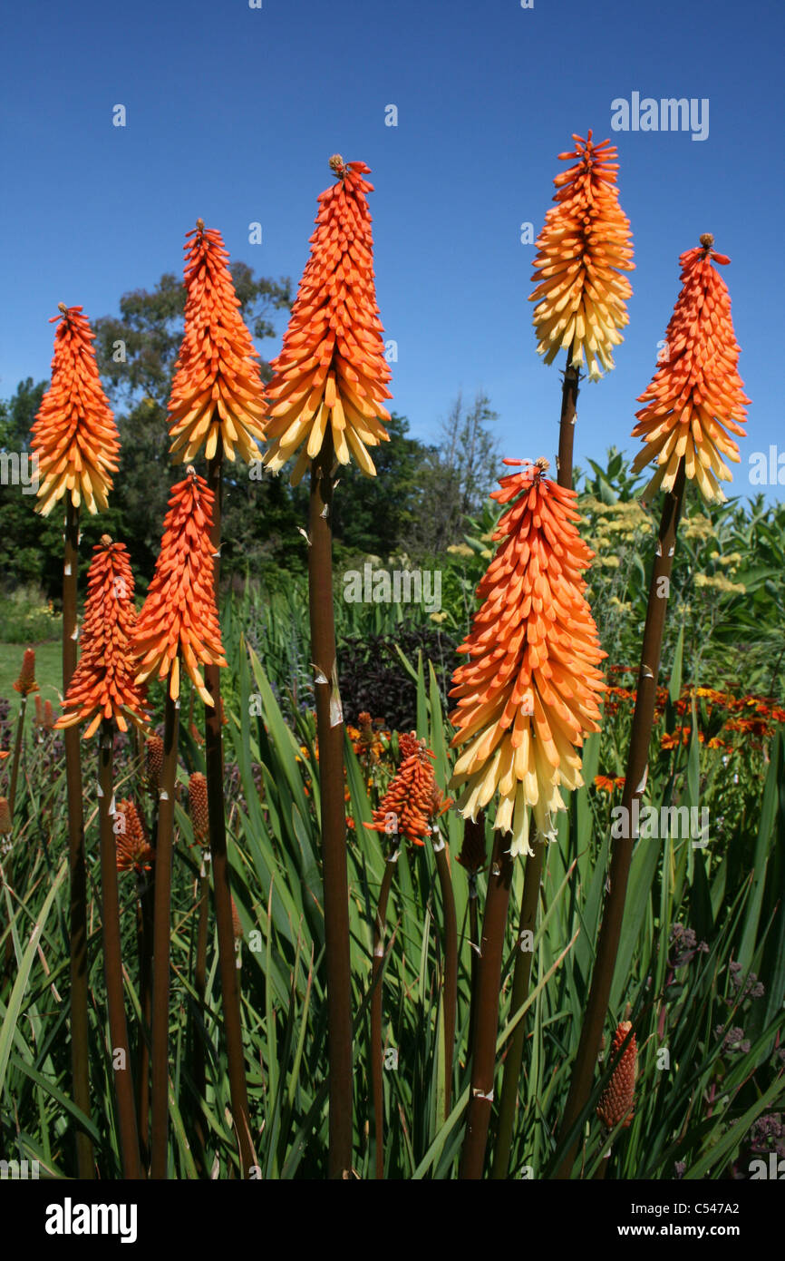 Red Hot Poker Kniphofia Stricta "Tawny König" Stockfoto