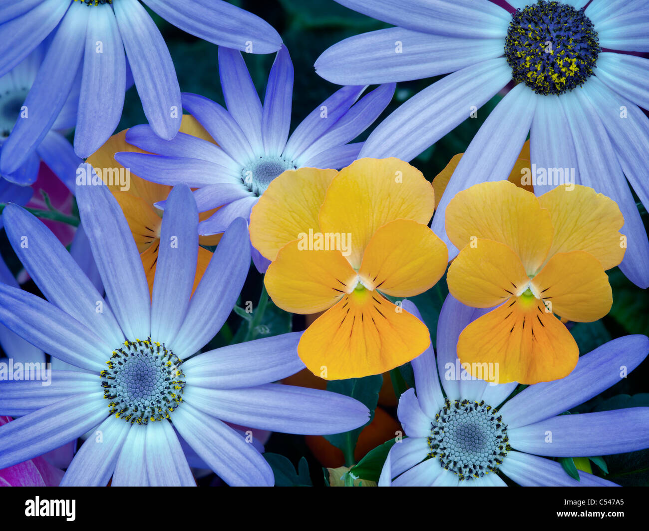 Blaue Aschenpflanze und orangefarbenen violetten Blüten. Stockfoto