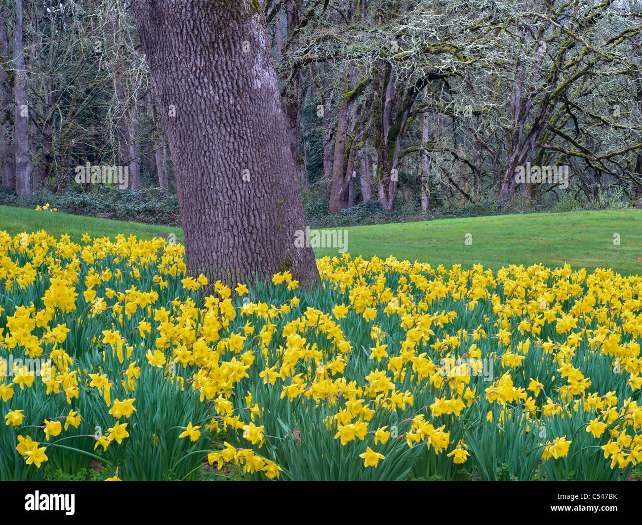 Narzissen unter Eiche. Oregon-Gärten. Oregon Stockfoto