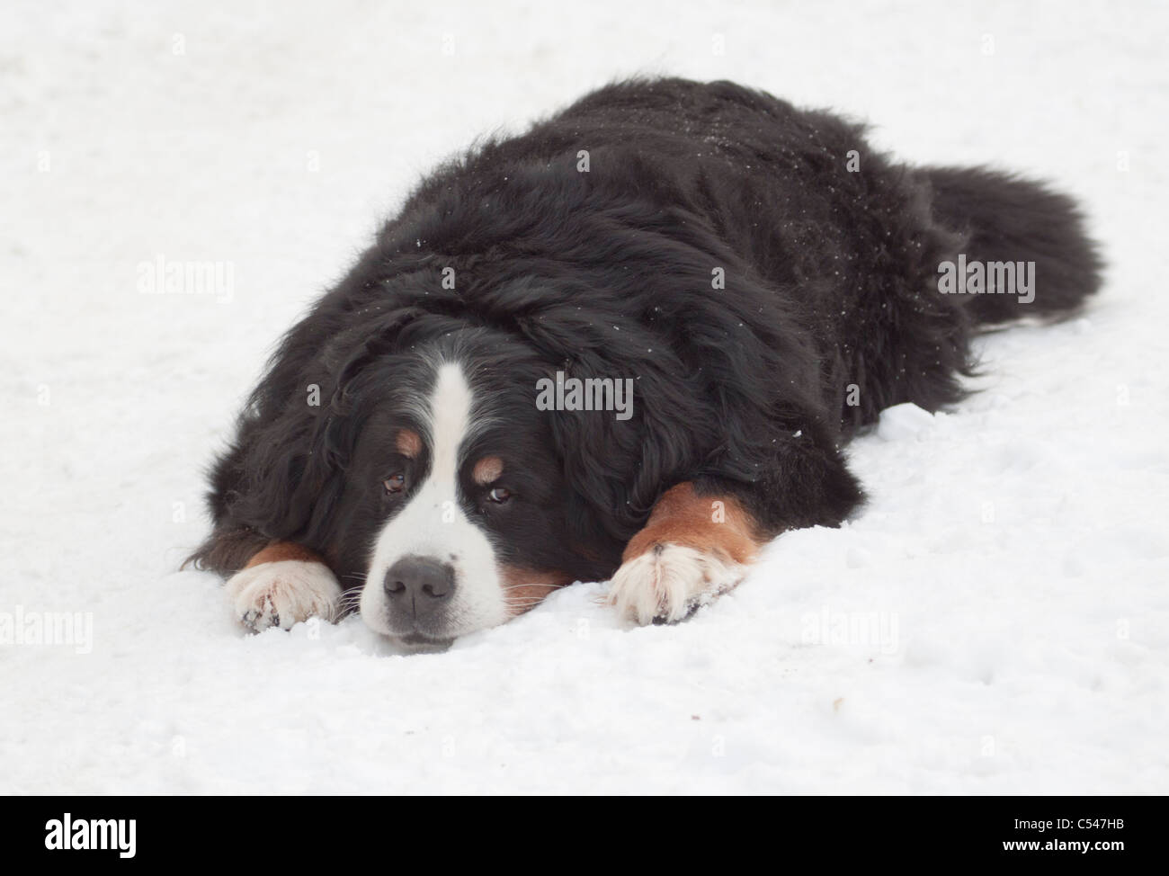 Berner Sennenhund liegend auf dem Schnee in die Kamera schaut Stockfoto