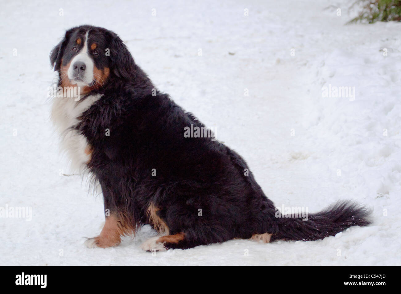 Berner Sennenhund sitzend auf dem Schnee in die Kamera schaut Stockfoto