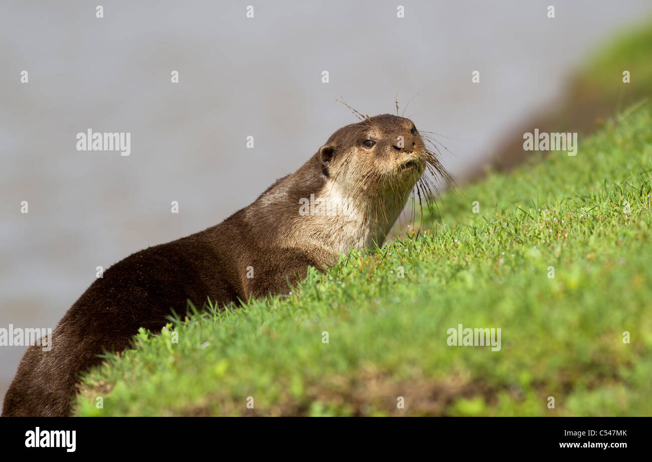 Glatt beschichtet Otter liegend Stockfoto