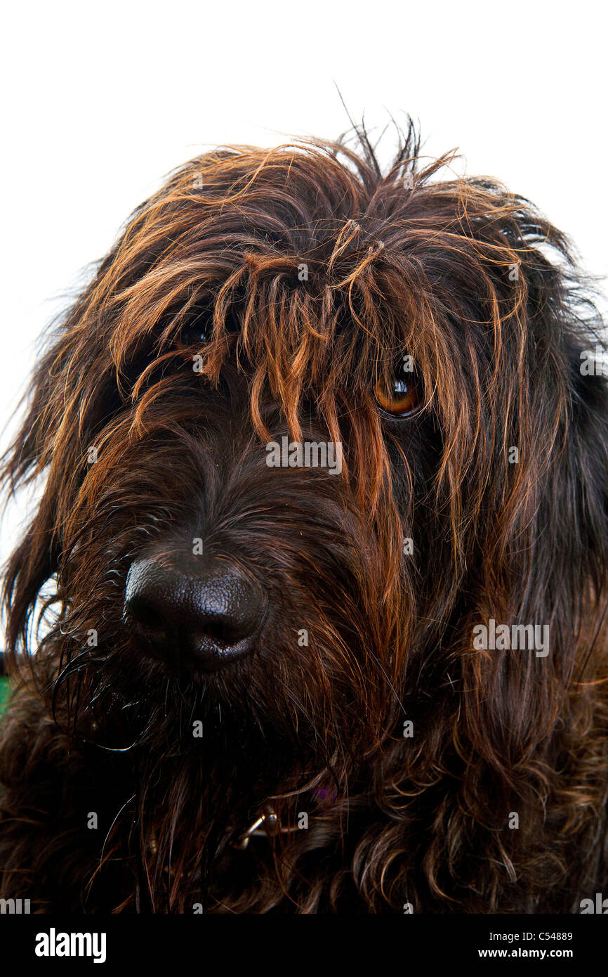 Schwarze Labradoodle Hund mit rotem Fell Streifen vor einem weißen