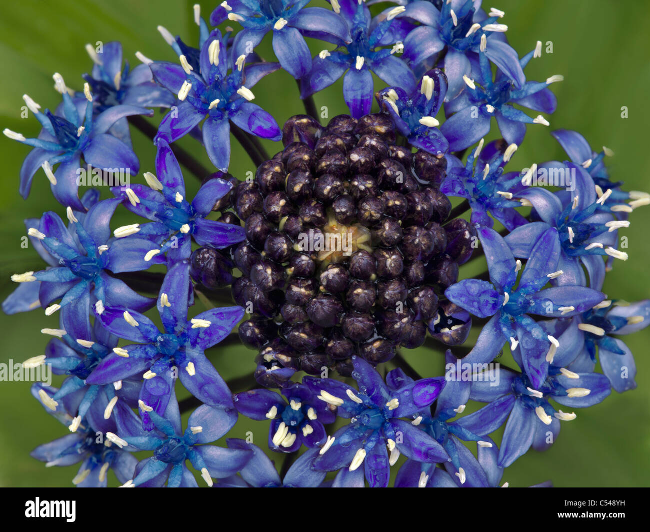 Kubanische Lily (Scilla Peruviana) der Connie Hansen Garten. Lincoln City, Oregon Stockfoto