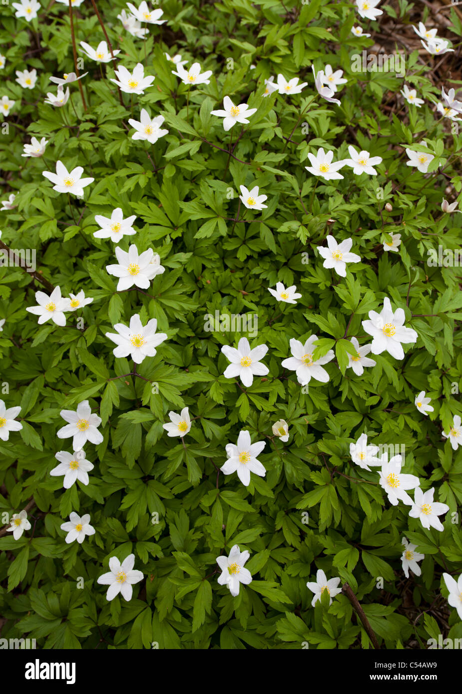 Nahaufnahme von Anemone (Anemone nemorosa) blüht im Frühling, Finnland Stockfoto