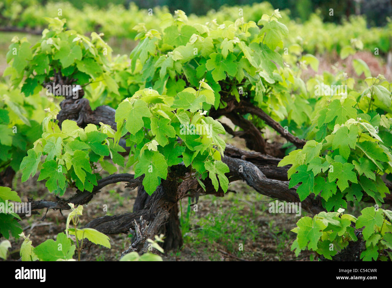 Weinreben in Azoren, Portugal. Stockfoto