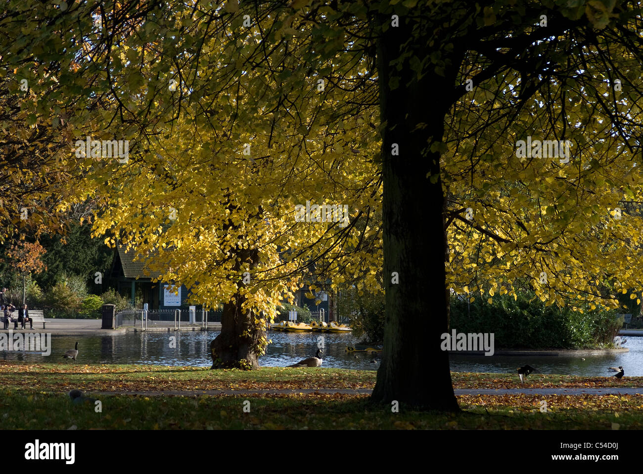 Herbst im Regents Park, London, NW1, England Stockfoto