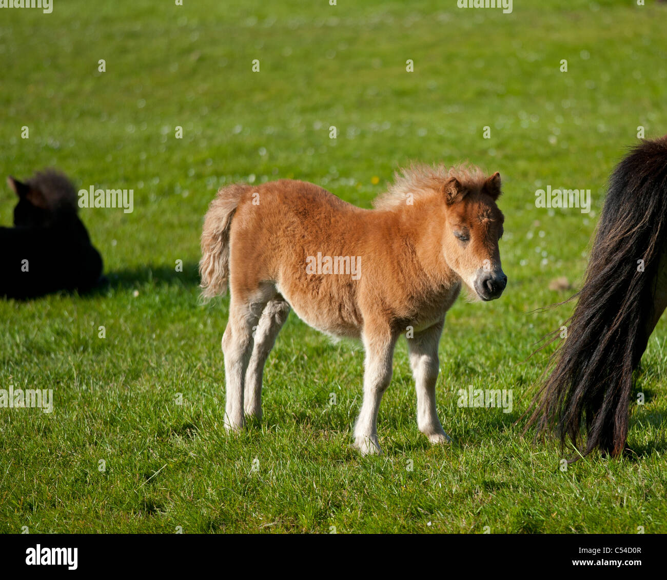 Shetland-Pony Fohlen Sumburgh nördlichen Inseln, Schottland. SCO 7534 Stockfoto