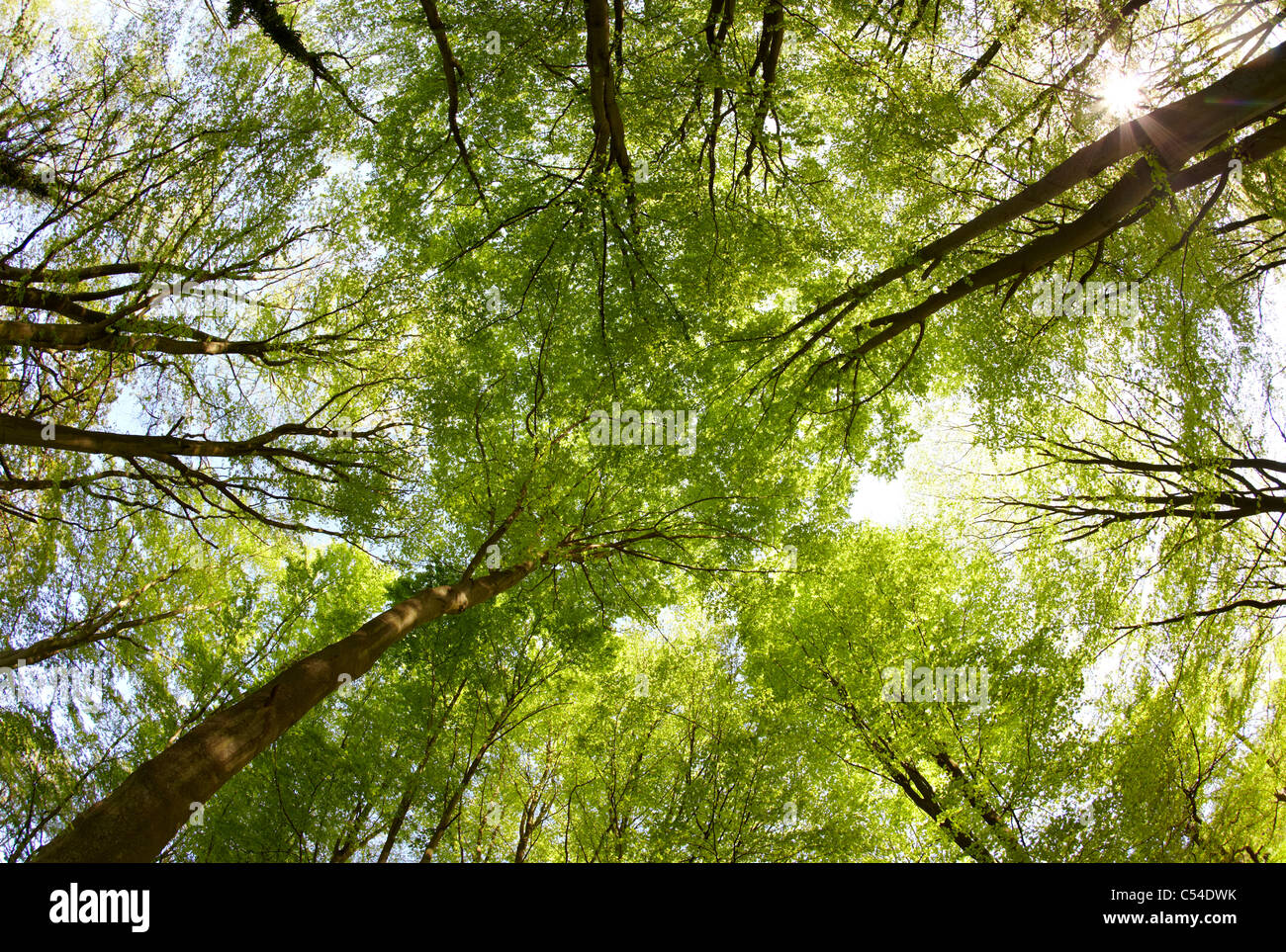 Wald Bäume Surrey UK Stockfoto
