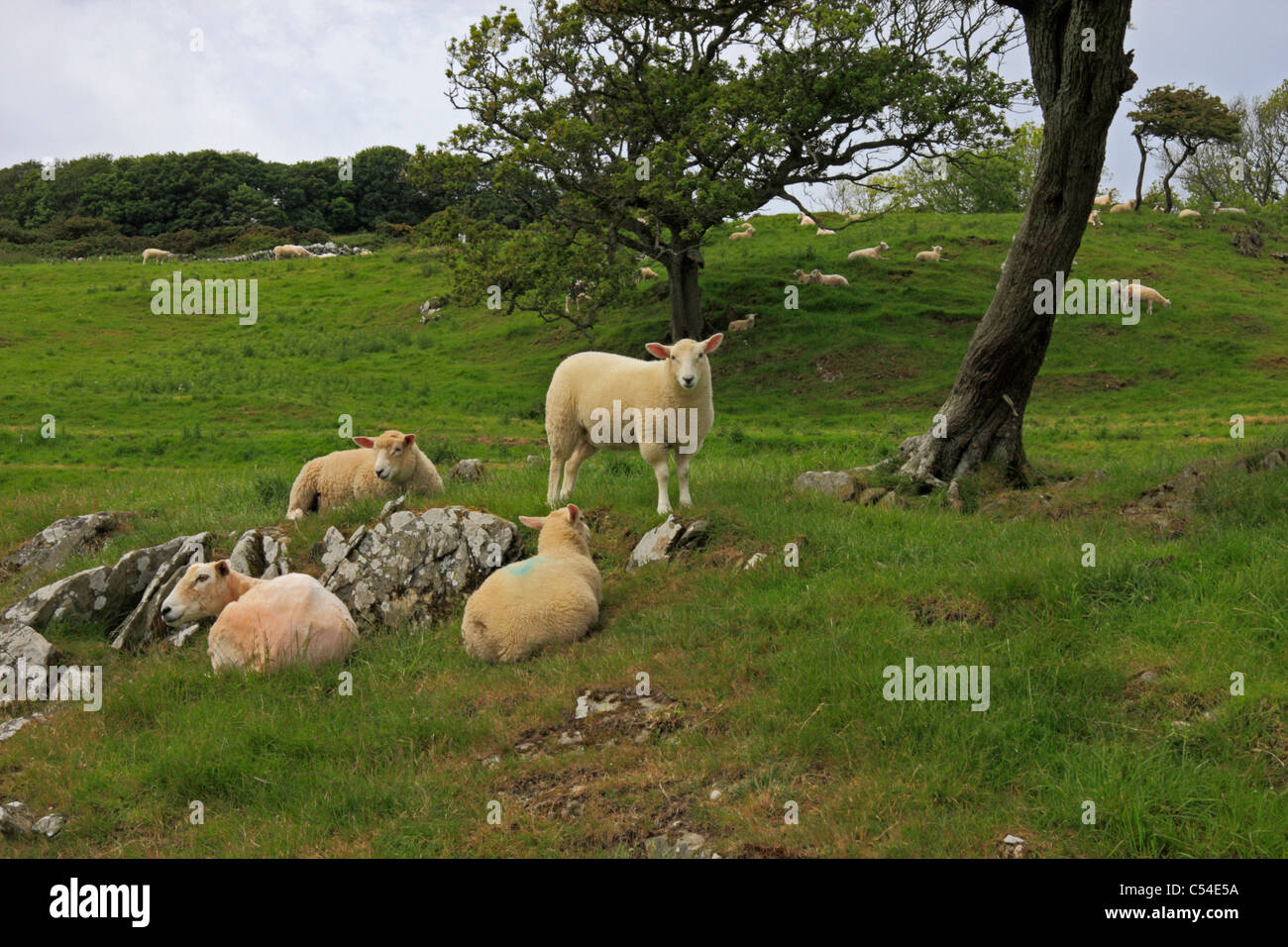 Schafe auf der Farm in Dumfries and Galloway, Schottland Stockfoto