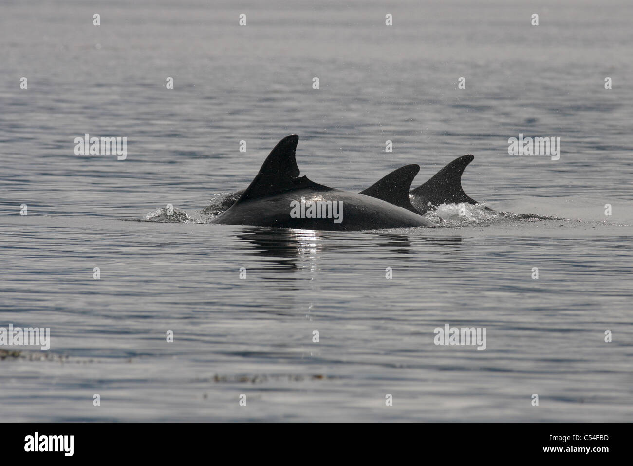 Gruppe von großen Tümmlern (Tursiops Truncatus), Moray Firth, Scotland, UK Stockfoto