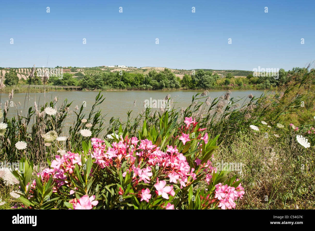 Feuchtgebiet Naturschutzgebiet auf einer grünen Korridor entlang dem Fluss Guadiamar, in der Nähe von Sanlucar La Mayor, Andalusien, Spanien. Stockfoto