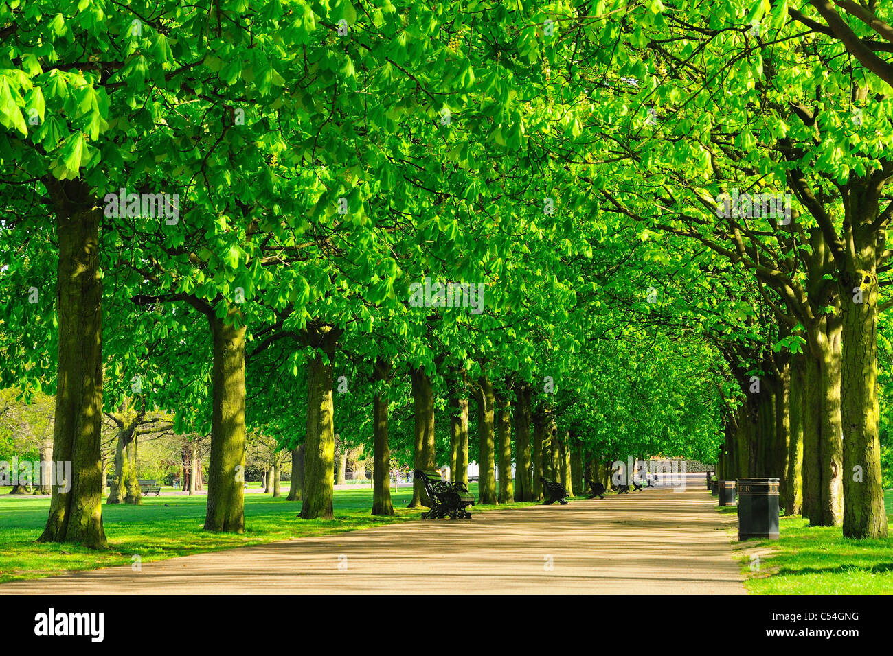 Reihe von Bäumen und Weg durch einen Londoner Park im Sommer Stockfoto