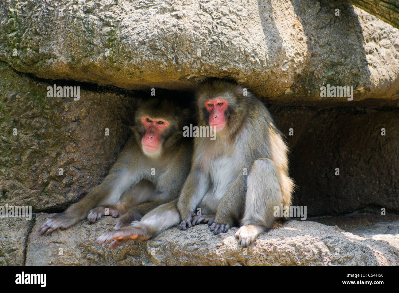 Japanischen Makaken (Macaca Fuscata) Stockfoto