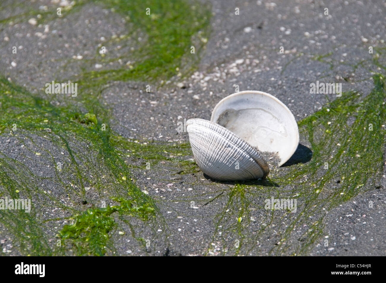 Exponierten offene zweischalige Molluske bei Ebbe in den Sand umgeben von Algen in Olympia, Washington. Stockfoto