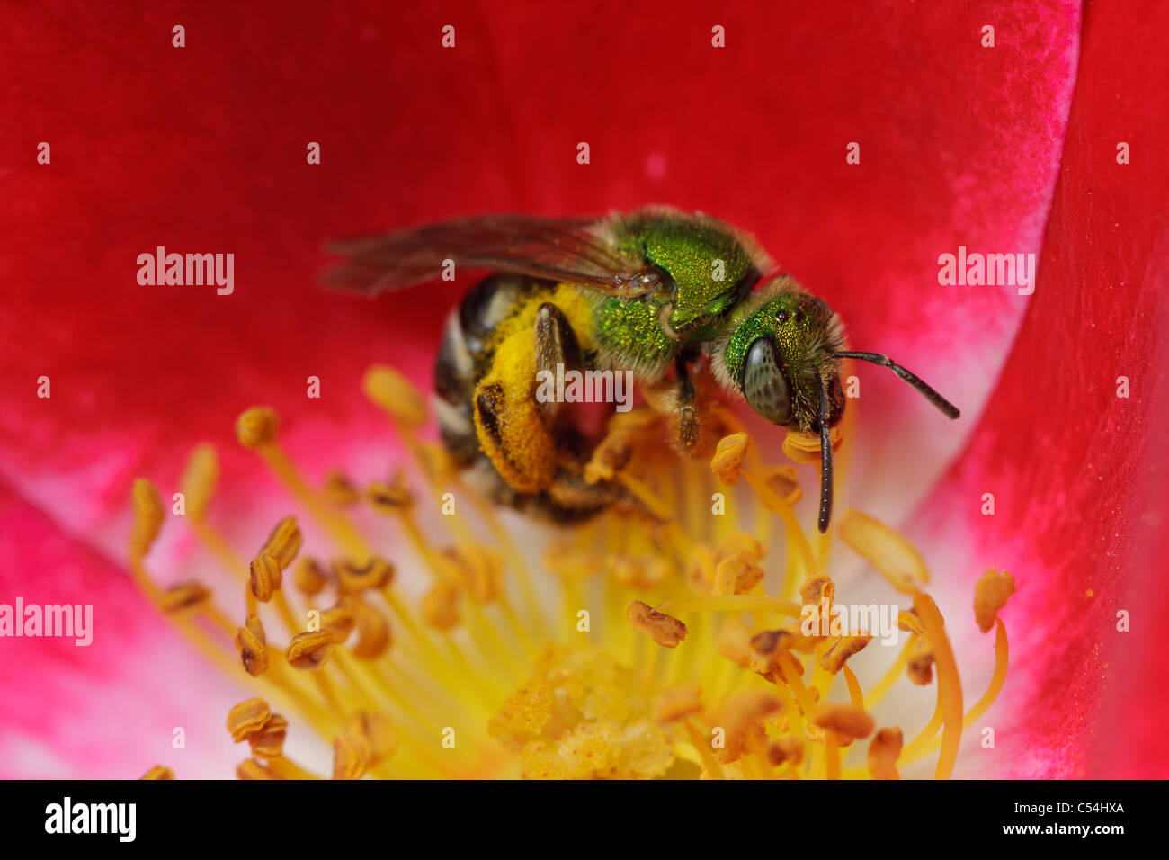 Eine grüne metallische Biene (Agapostemon Virescens) sammelt Pollen aus einer kleinen rose Blume. Stockfoto