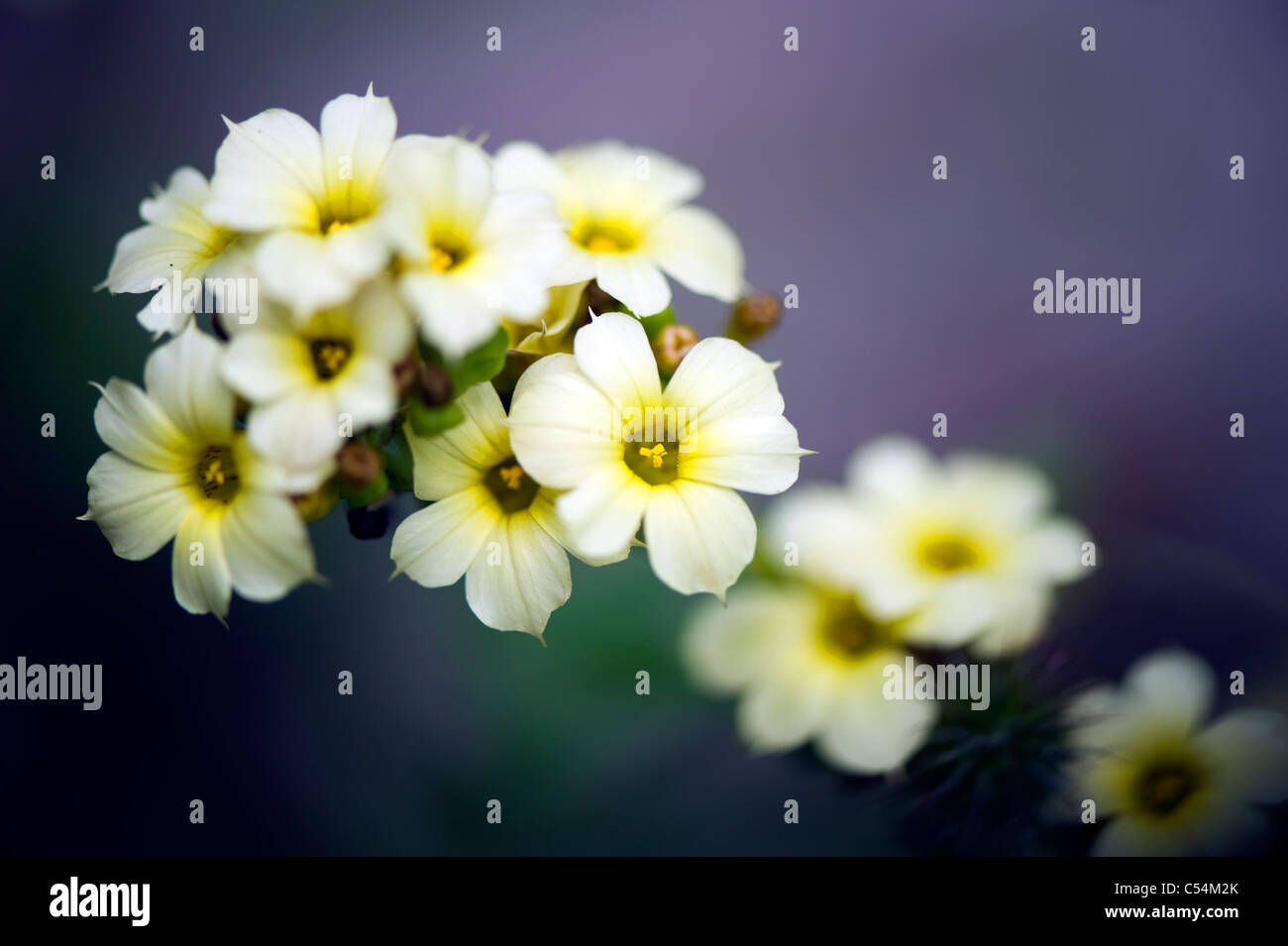 Sisyrinchium Striatum 'Tante Mai' - blass gelb-eyed Grass "Tante Mai" Stockfoto