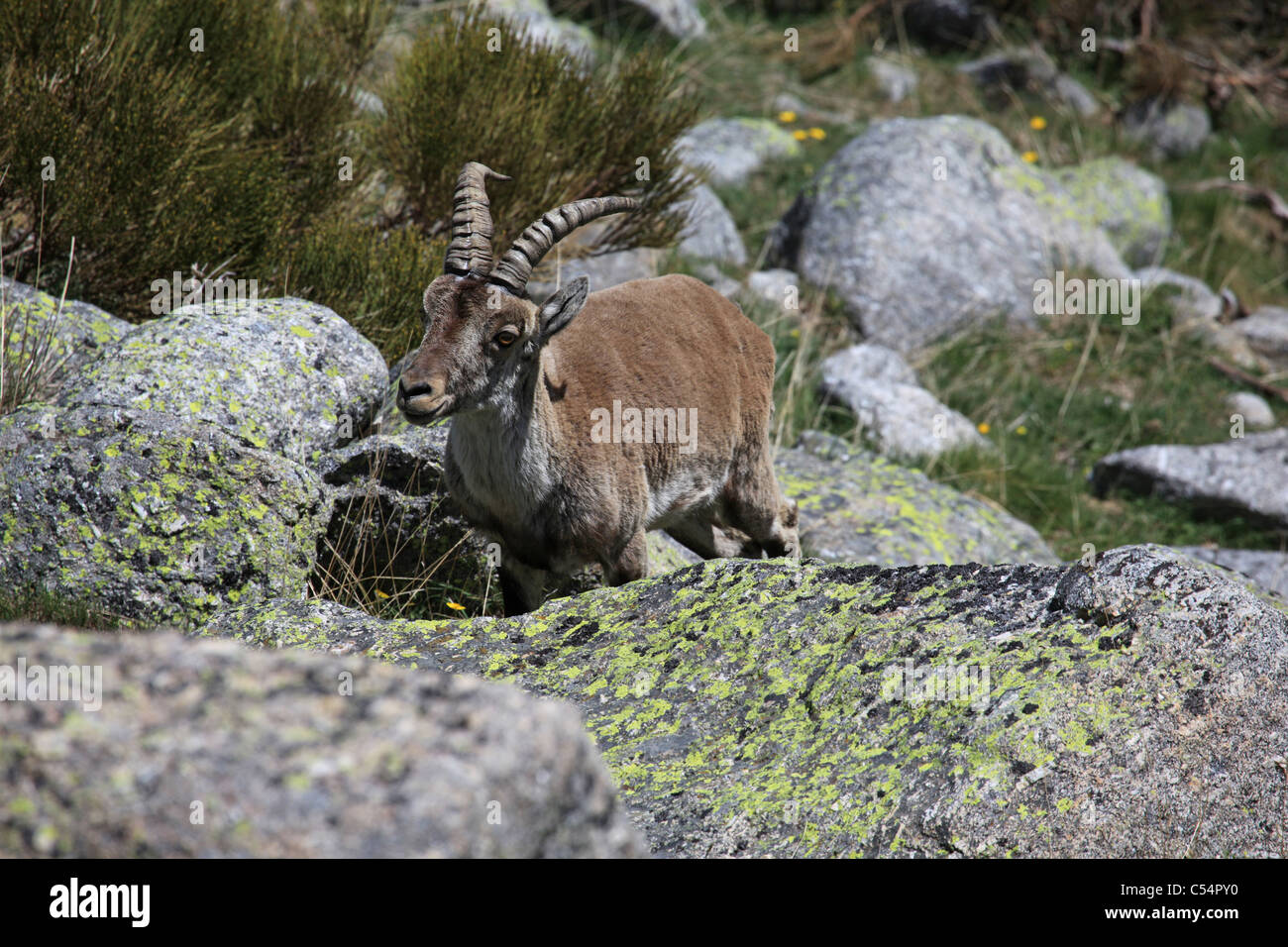 Männliche iberische Steinbock (Capra Pyrenaica Ssp Victoriae), endemisch in den Parque Regional De La [Sierra de Gredos], Castilla y Leon Stockfoto