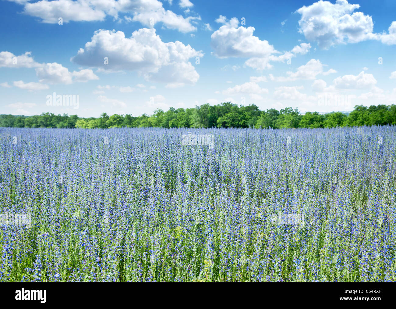 Schöne Gebiet der wilden Blumen und blau bewölktem Himmel auf dem Hintergrund. Stockfoto