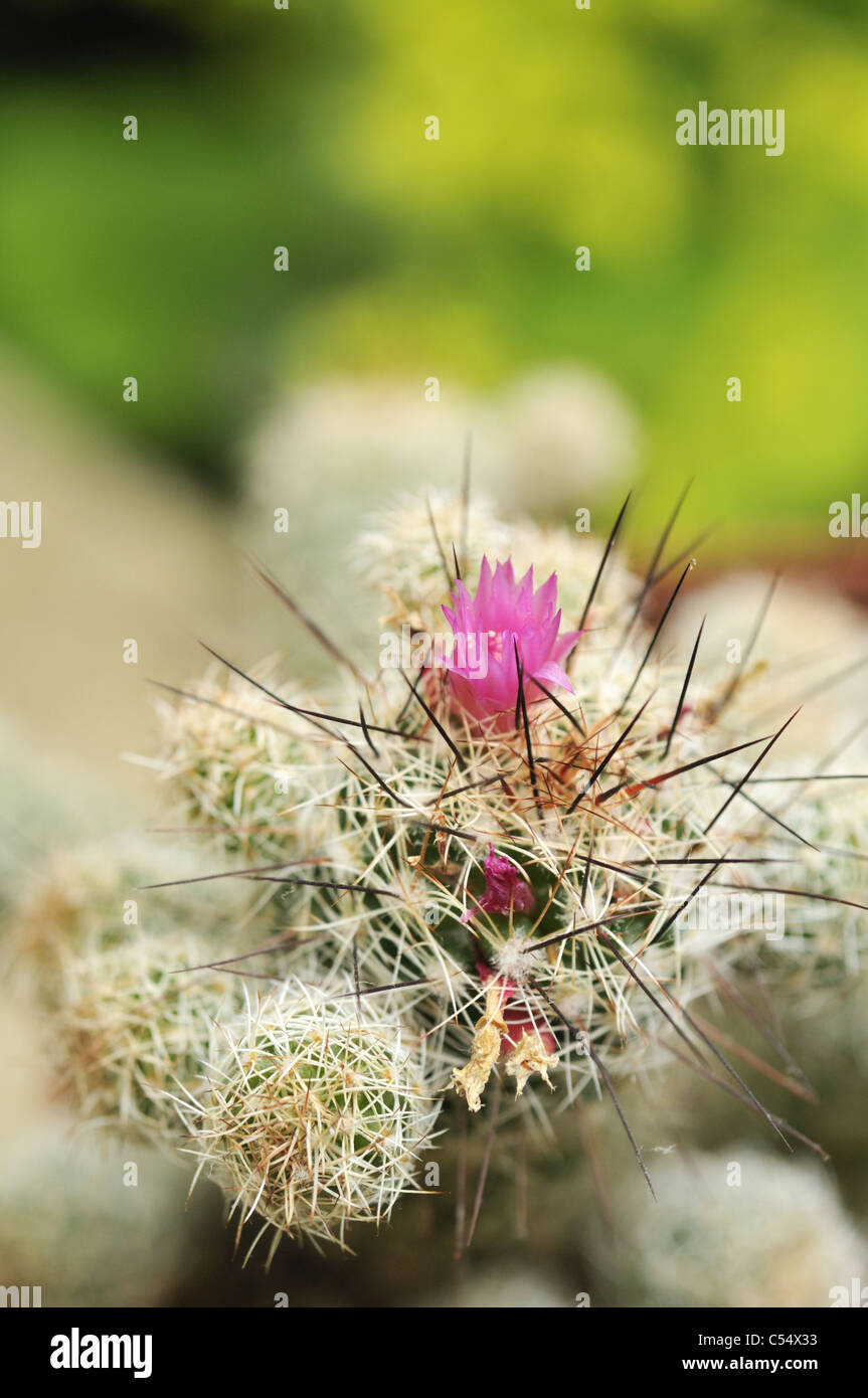 mammillaria guelzowiana Mammillaria guelzowiana – Kyle's Plants