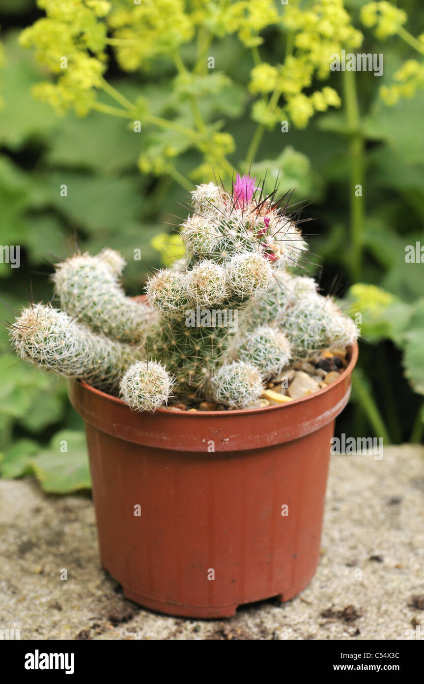 Mammillaria zeilmanniana, allgemein bekannt als Rose Pincushion Kaktus ist  weich, glnzend, grn und kugelig. Eine pinke Blume in Sicht  Stockfotografie - Alamy