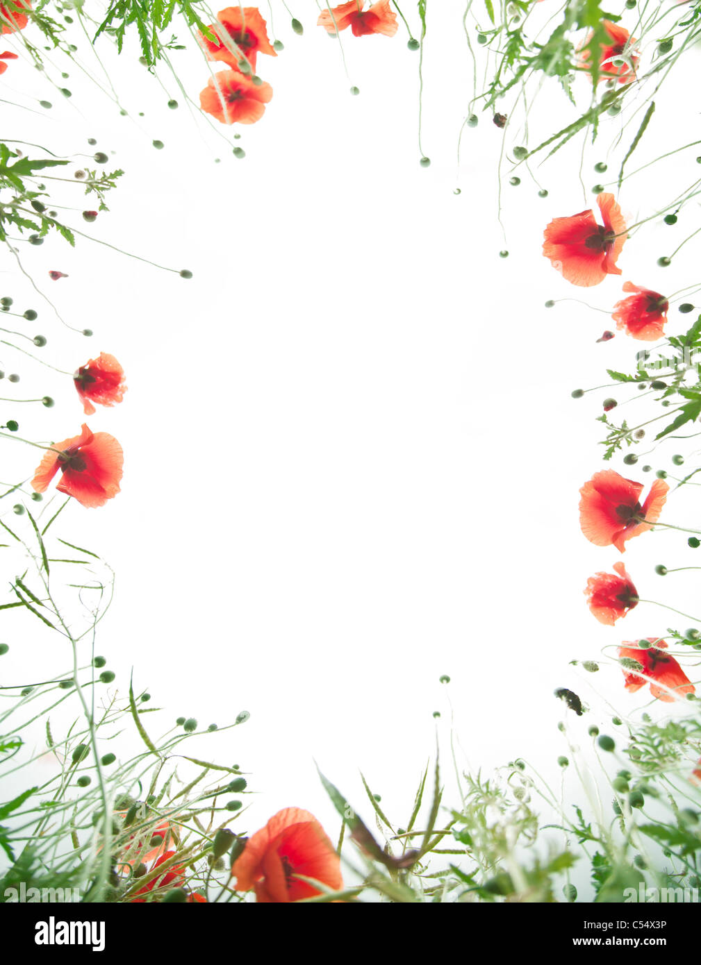 Rahmen des zarten Mohn Blumen. Stockfoto