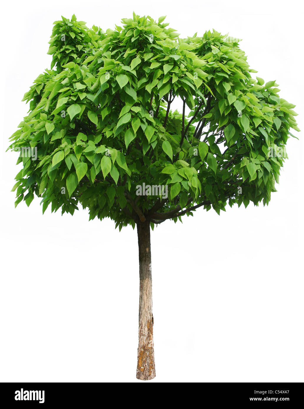 Grüner Baum isoliert auf einem weißen Hintergrund. Stockfoto