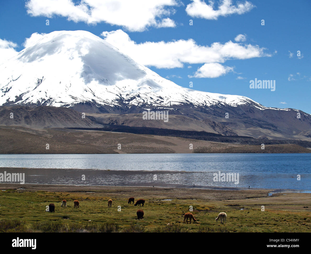 Vulkan Parinacota und Lago Chungara, Parque Nacional Lauca, Chile Stockfoto