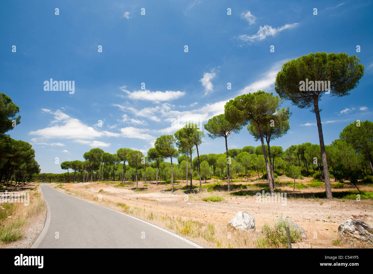 Pinien in der Coto Donana, Andalusien, Spanien, einer der meisten wichtig Feuchtgebiet Tierwelt Standorte in Europa. Stockfoto