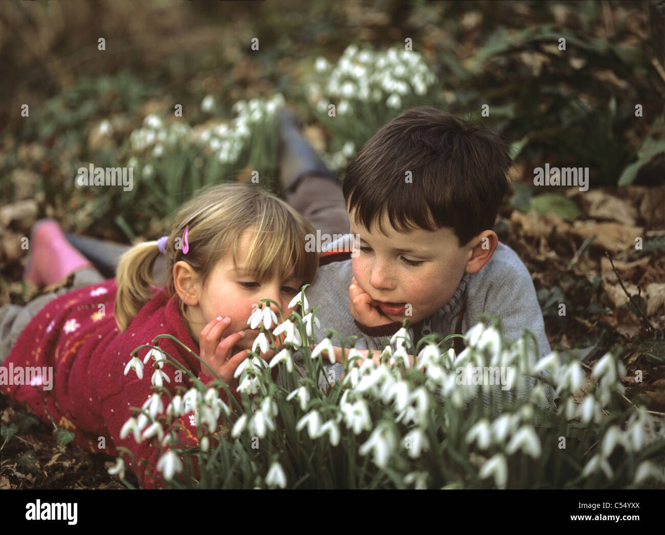 Kinder betrachten Schneeglöckchen in einem Wald, Cornwall, UK Stockfoto