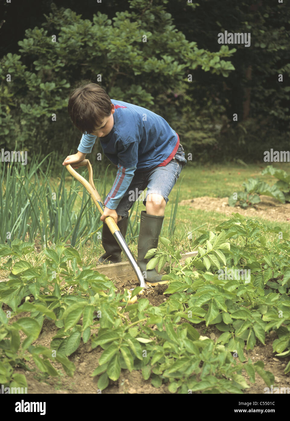 Junge im Garten oder Zuteilung Umgraben eine Ernte von 'Allem' ersten Frühkartoffeln Stockfoto